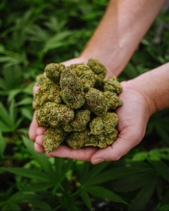 %Dispensary online% 30 IMG 0181