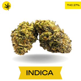 Big Zerm - 6ixotics AAAA Medium