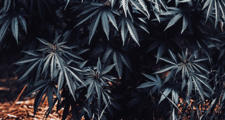 %Dispensary online% 43 3