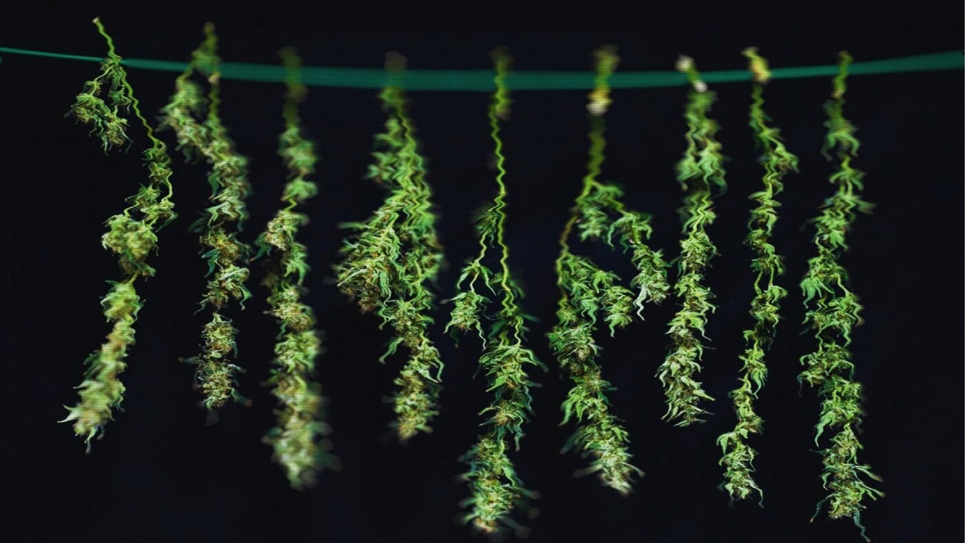 %Dispensary online% 1 Untitled 1280 x 720 px 7