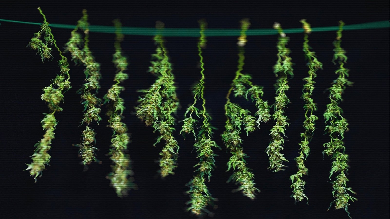 %Dispensary online% 4 Untitled 1280 x 720 px 7