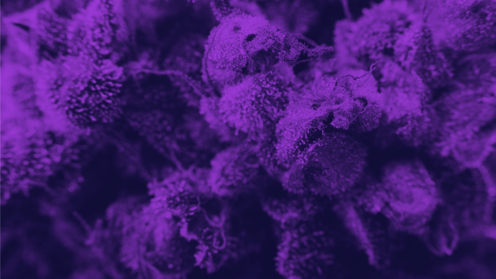 Untitled 1280 x 720 px 9