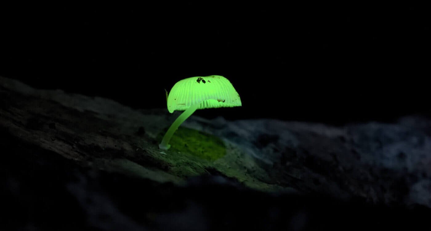 %Dispensary online% 2 2 2