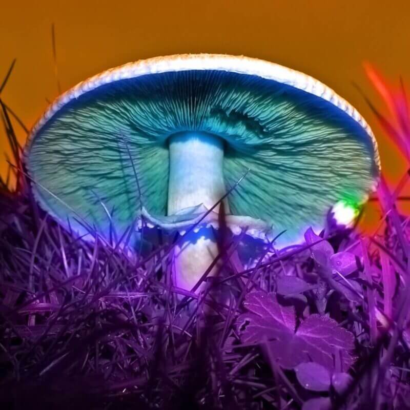 %Dispensary online% 4 Beige Minimal Photo Marketing Carousel Instagram Post