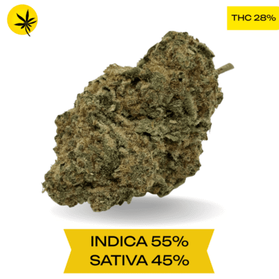 LSD Cannabis strain AAA+