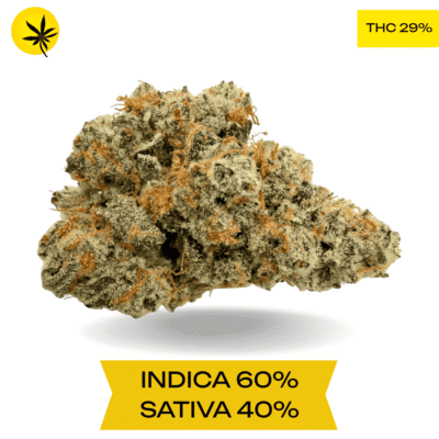 Animal Sherbet AAAA+