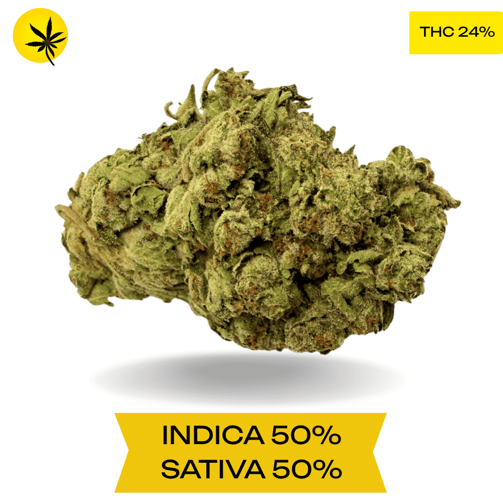 Cream Puff AAA 3OZ Deal Cream Puff AAA 3OZ Deal