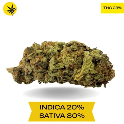 Great White Shark AAA 3.oZ Deal