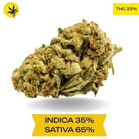 BC Big Bud AAA 3OZ Deal