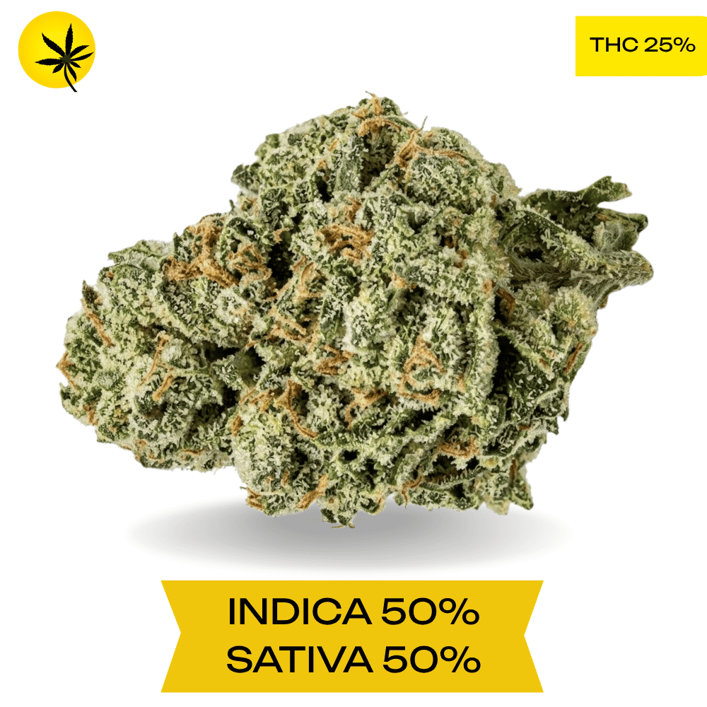 Hawaiian Haze AAA+ Hawaiian Haze AAA+